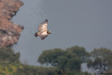 Griffon Vulture