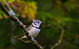 Crested Tit