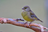 Greenfinch
