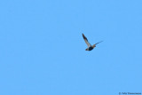 Black-bellied Sandgrouse