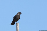 Jackdaw