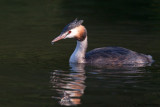 Great crested Grebe