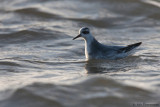 Red Phalarope