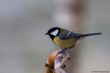 Great Tit