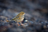 Meadow Pipit