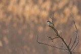 Woodchat Shrike ssp. badius