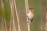 Sedge Warbler