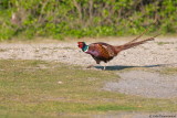 Common Pheasant
