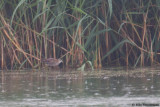 Little Crake