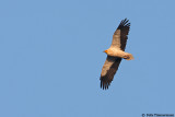 Egyptian Vulture