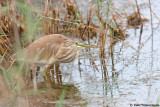 Squacco Heron