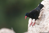 Red-billed Chough