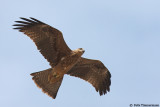 Black Kite