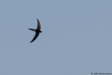 White-rumped Swift