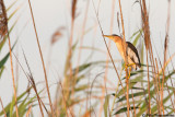 Little Bittern