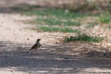 Tawny Pipit