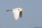 Great White Heron