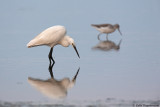 Little Egret