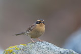 Siberian Accentor