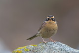Siberian Accentor