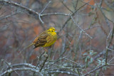 Yellowhammer