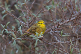 Yellowhammer