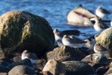 Red-necked Stint