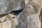 Wallcreeper