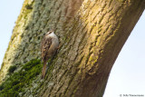 Short-toed Treecreeper