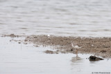 Terek Sandpiper