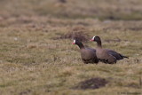 Lesser white-fronted Goose