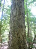 Quercus alba white oak bark.JPG