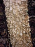 Zanthoxylum clava-herculis toothache tree bark.JPG