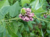 Apios americana groundnut.JPG