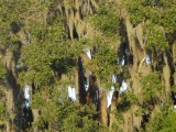 Spanish Moss.jpg