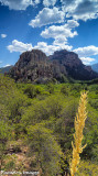 Chiricahua Golden Spike (Chiricahua Mountains)