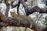Male Leopard In Tree