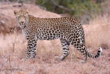 Leopard Male On The Move
