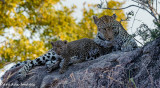 Leopard Mom and Cub - Spring Color 1