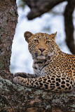 Leopard Tree Portrait