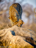 Leopard Cub & Mother