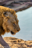 Lion Male Close Up