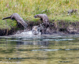 Otter Play VI