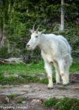 Mountain Goat profile