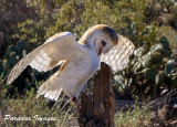 Barn Owl 