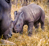 Mom & Baby rhino