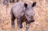 Baby Rhino checks out the intruders