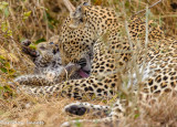 Leopard Cub Gets a tummy lick