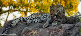 Leopard mom and cub