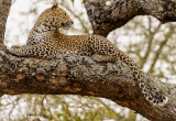 Leopard posing